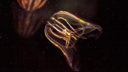 Comb Jellyfish Phylum Ctenophore