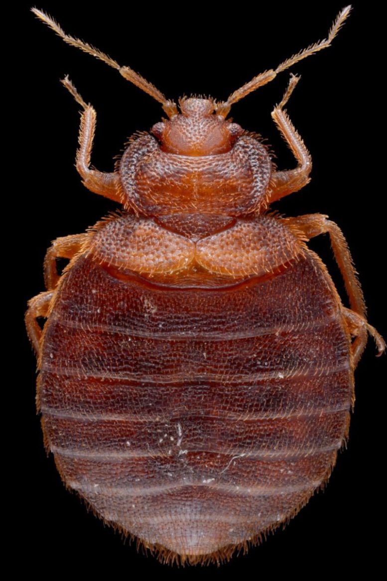 Common Bedbug