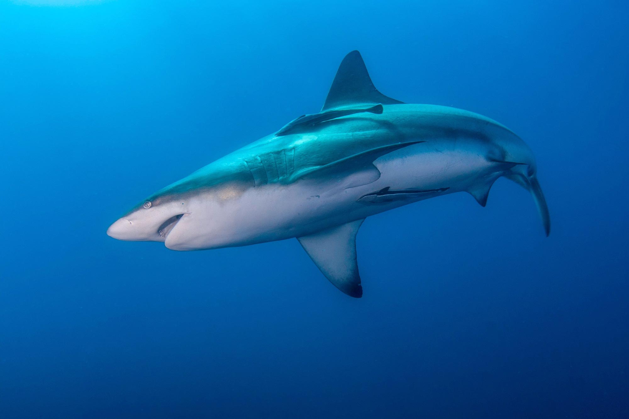 Hybrid Sharks Ready to Take Over the Oceans: Fact and/or Fiction