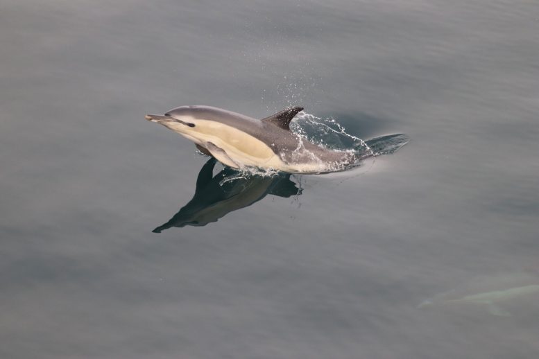 Common Dolphin Breaching
