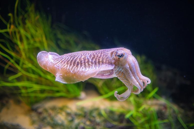 Common (European) Cuttlefish (Sepia officinalis) Underwater
