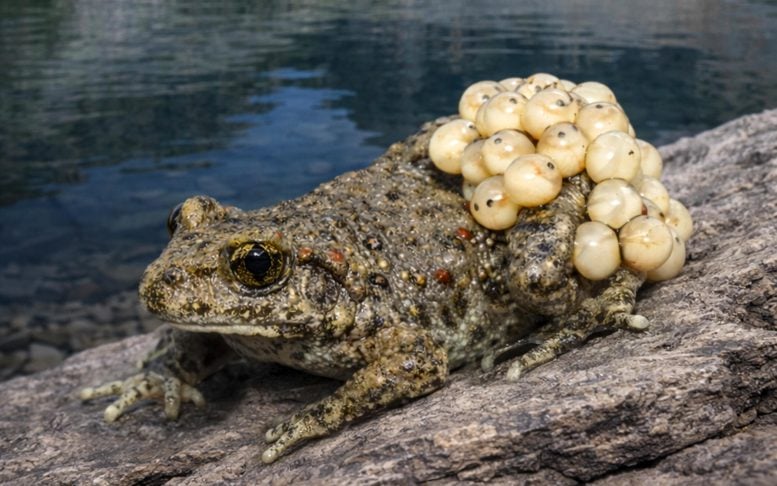 Common Midwife Toad Pyrenees