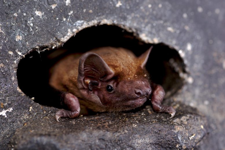 Common Noctule Bat