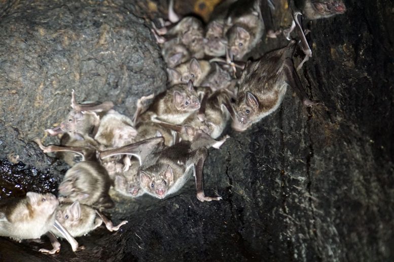 Common Vampire Bats