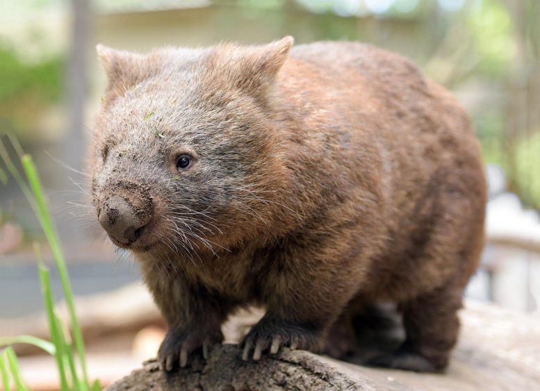 Jaw-Some Wombats: Flexible Jaws May Help Wombats Survive Change