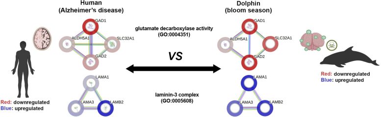 Comparative Alzheimer&rsquo;s Pathways in Humans and Dolphins