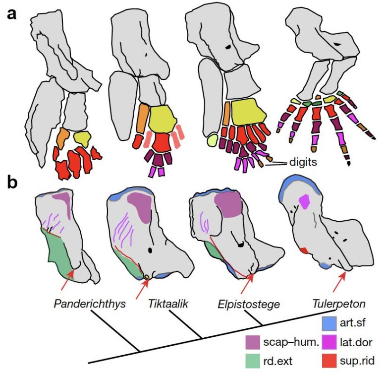 Comparative Anatomy Stem-Tetrapod Fish and Early Tetrapod