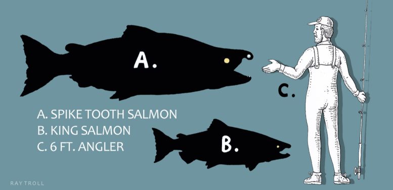 Comparative Size of the Spike Tooth Salmon to the Largest Living Salmon and a 6ft Fisherman