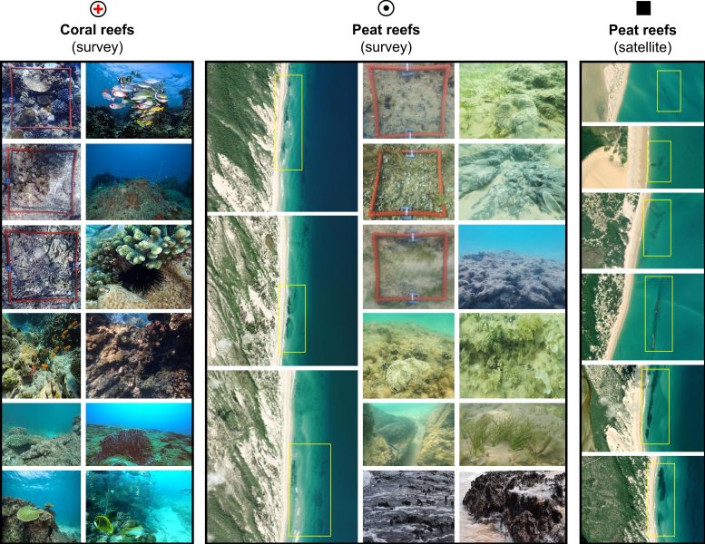 Comparison of Coral and Peat Reef Habitats in Bazaruto