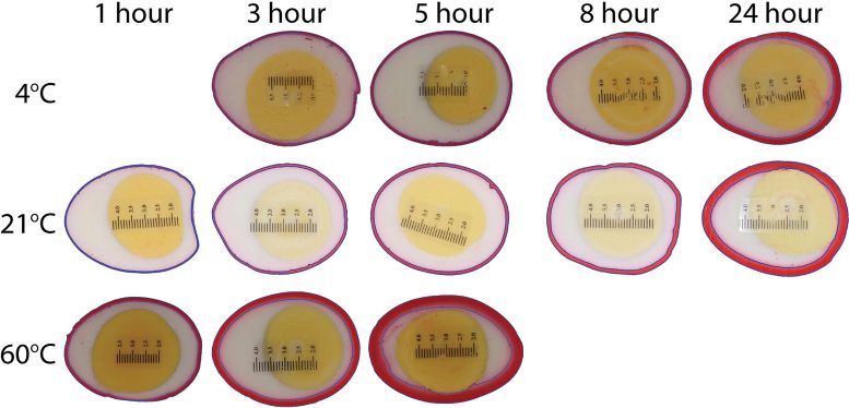 Comparison of Dye Penetration Into Egg Whites at Different Temperatures