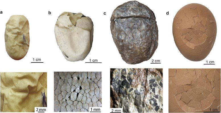 Comparison of Fossil and Existing Eggs