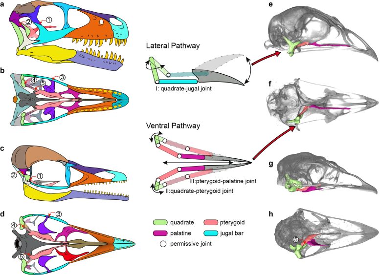 Comparison of Skull Morphology of Dinosaurs, Yuanchuavis, and Modern Birds
