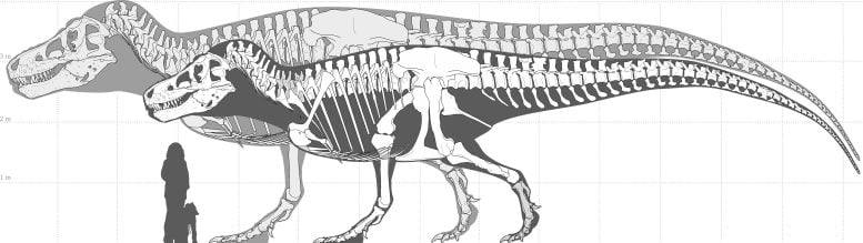 Comparison of T-rex Size Estimates