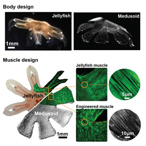 Comparison of real jellyfish and silicone-based Medusoid