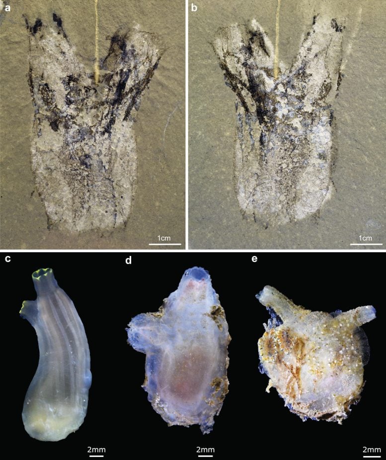 Comparisons Between the New Cambrian Tunicate Megasiphon Thylakos With Some Modern Tunicates
