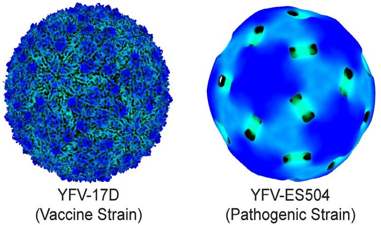 Complete 3D Structure of a Fully Mature Yellow Fever Virus Particle