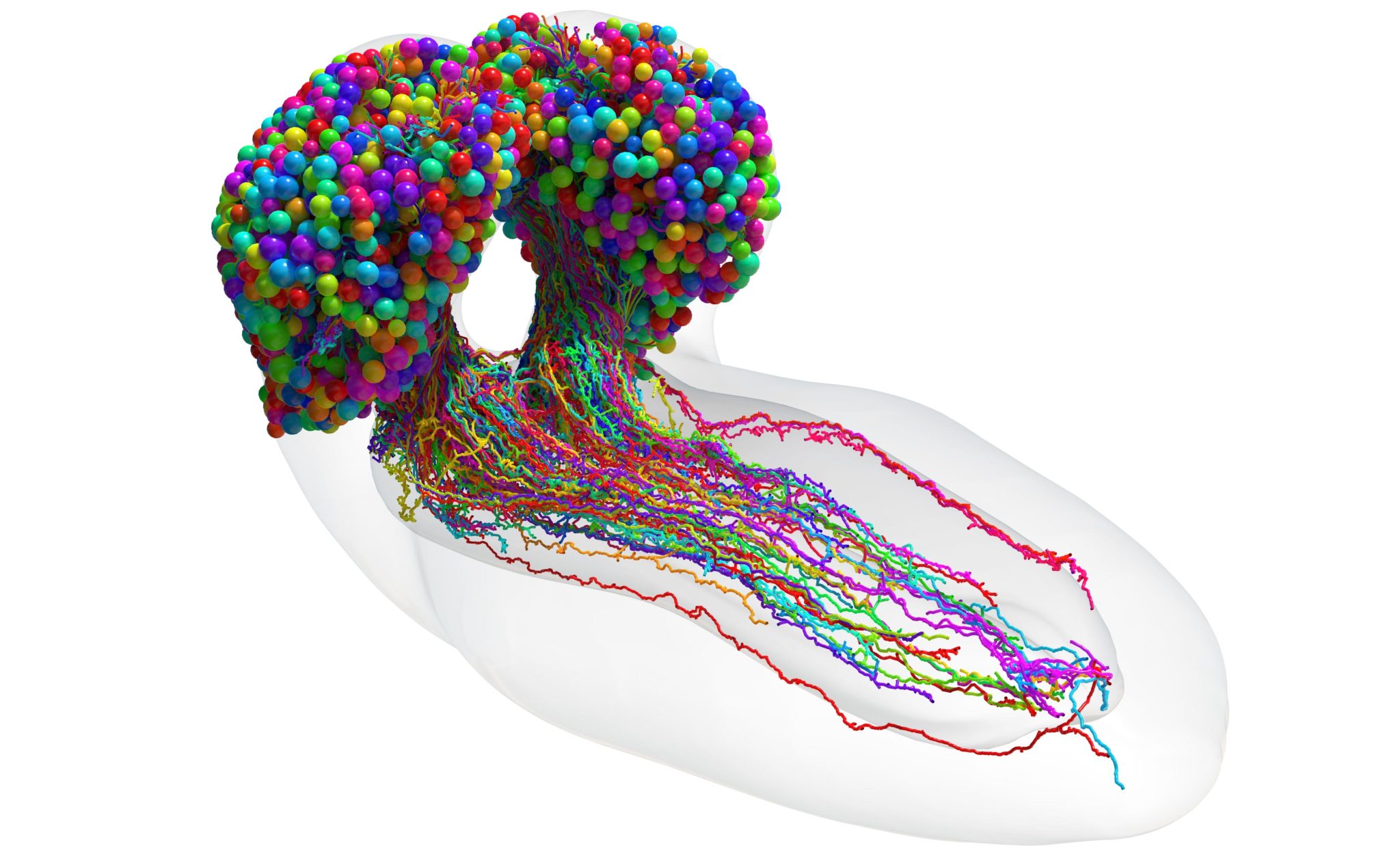 Primer mapa de cableado completo de neuronas en el cerebro de un insecto