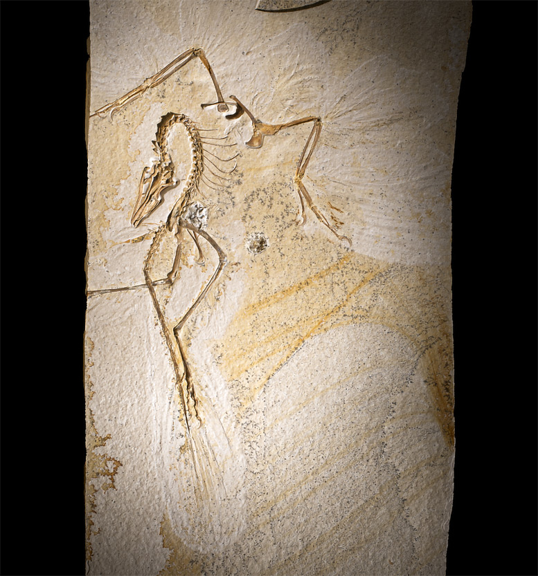 Complete Fossil of a Archaeopteryx