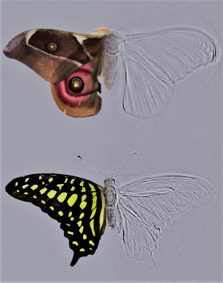 Composite Moth and Butterfly