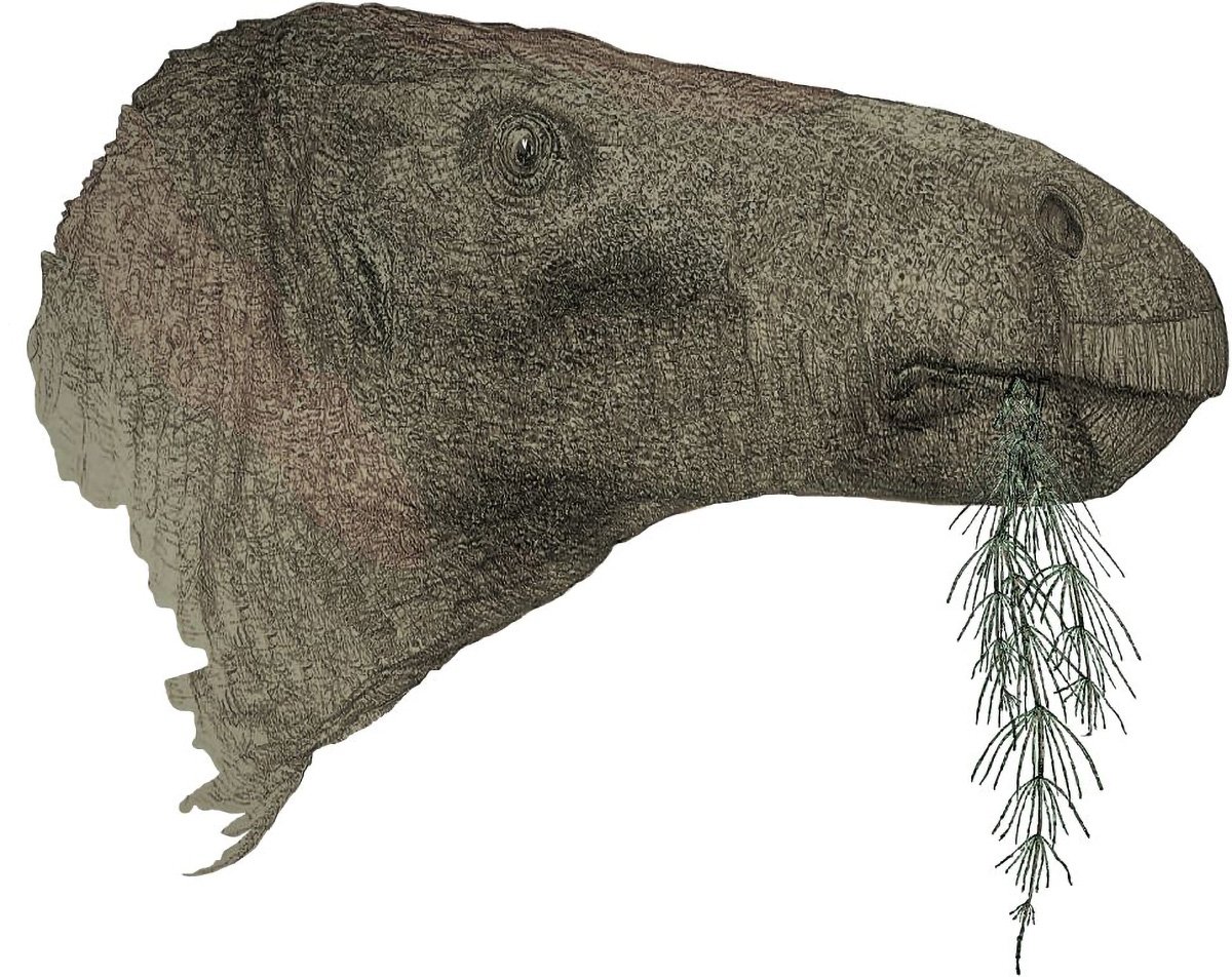Un collezionista di fossili scopre il dinosauro più completo del Regno Unito dal 1923