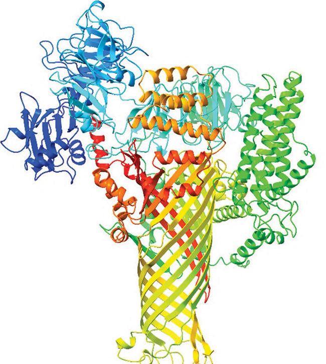 Cartes 3D générées par ordinateur d'une protéine bactérienne appelée DspE