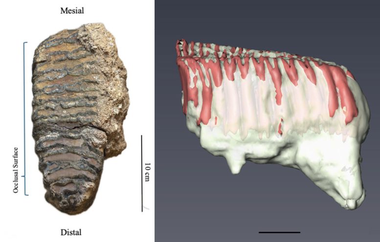 Computer Generated Reconstruction of the Elephant Tooth