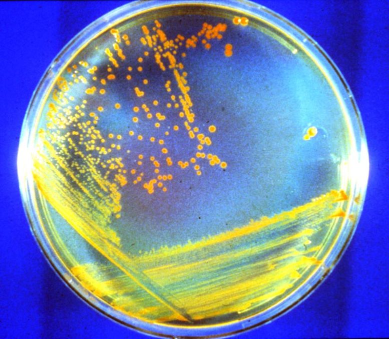 Conan the Bacterium in Dish