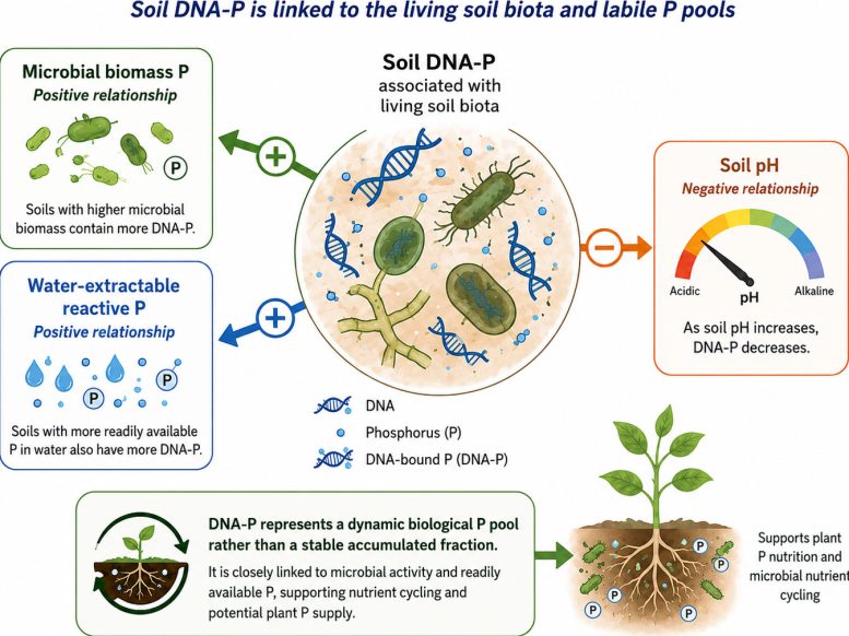 Conceptual Interpretation of Soil DNA Phosphorus (DNA P) as a Biologically Active Phosphorus Pool