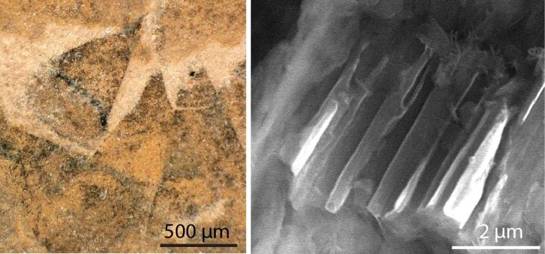 Espinas en forma de cono en el cuerpo de la planta Schiania aculeata