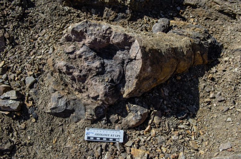 Conifer Trunk Fossil