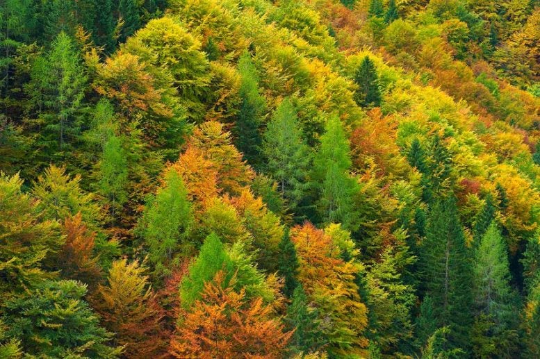 Coniferous Mixed Forest, Val Saisera, Italian Julian Alps, Italy