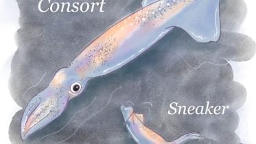 Timing Is Everything: Squid Birth Dates Influence Love Strategies