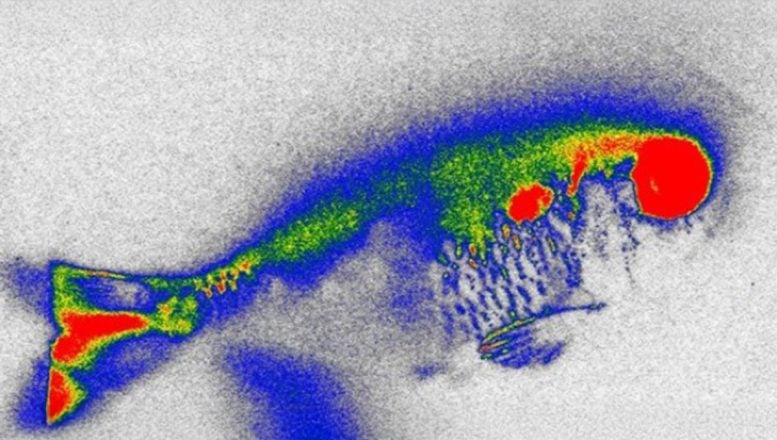 Contaminated Lambari Fish X-Ray