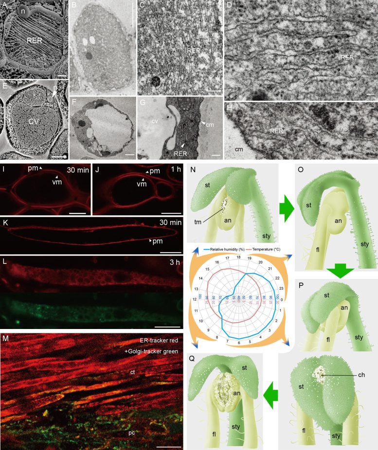 Contractile Cell Structure and Function and Stigma Circadian Movement
