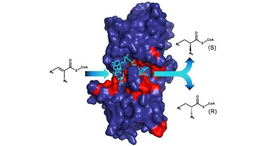 Controlling Enzyme Reactions at Atomic Level