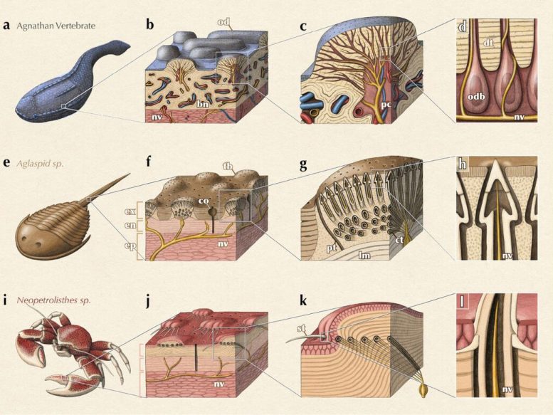 Convergent Sensory Structures in Ancient and Modern Exoskeletons