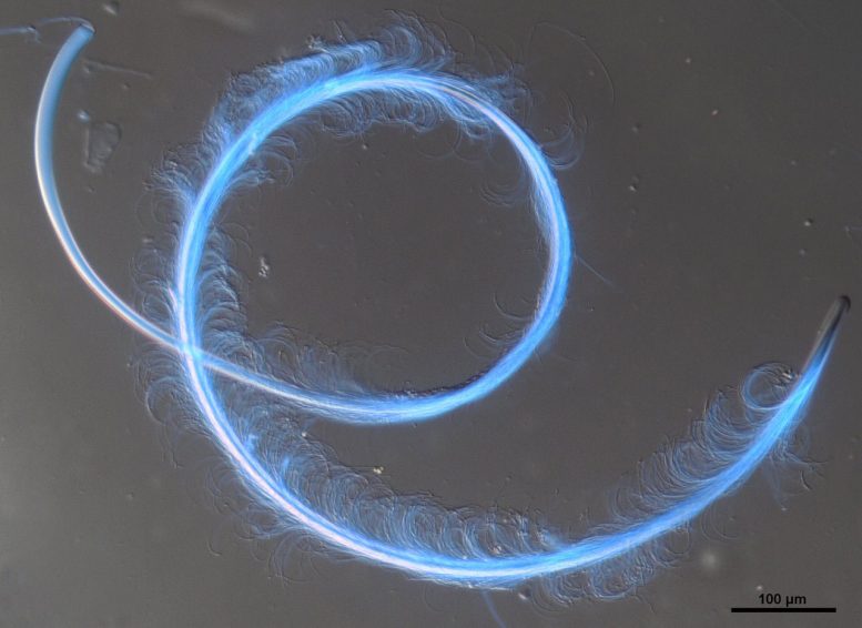 Cooperative Group of Joined Sperm Cells