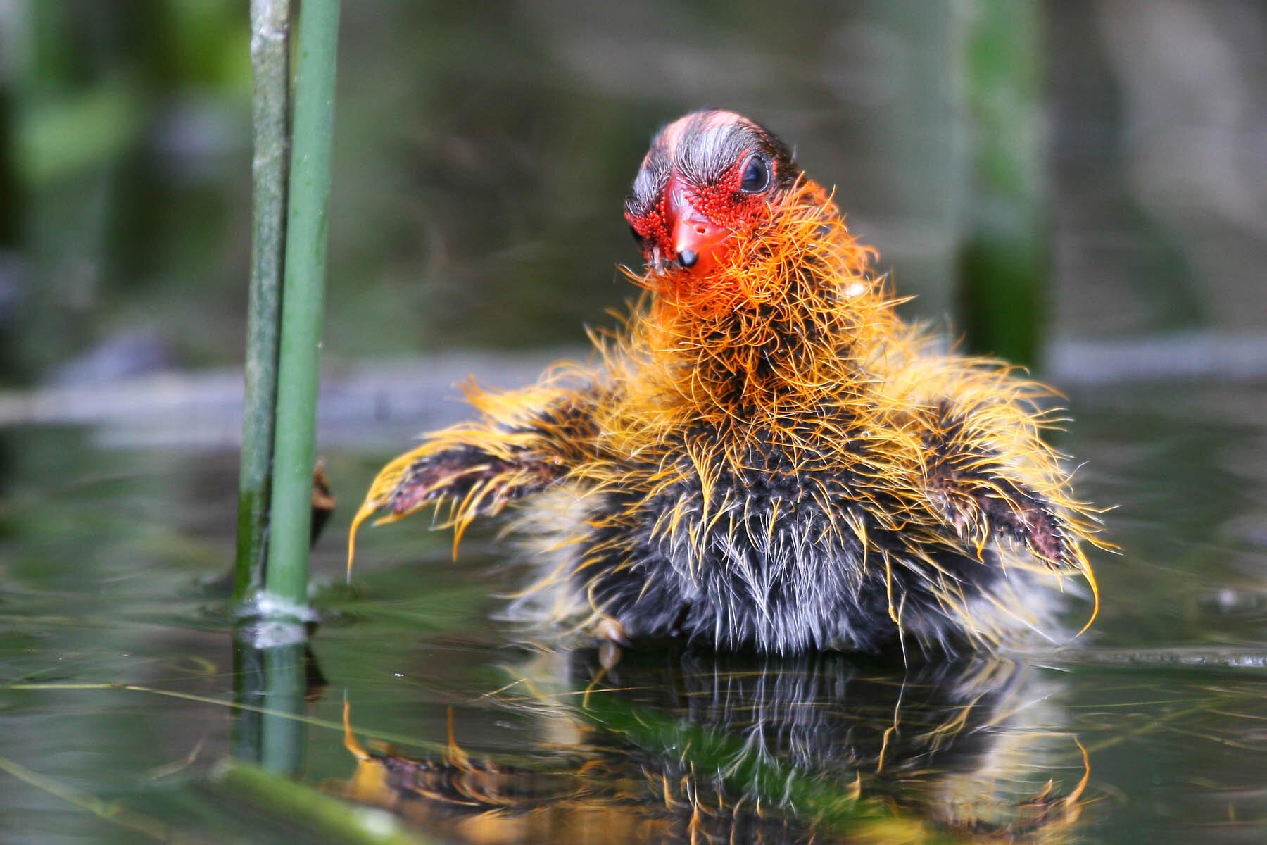 Surprising Explanation to the Mysterious Case of the Ornamented Coot Chicks