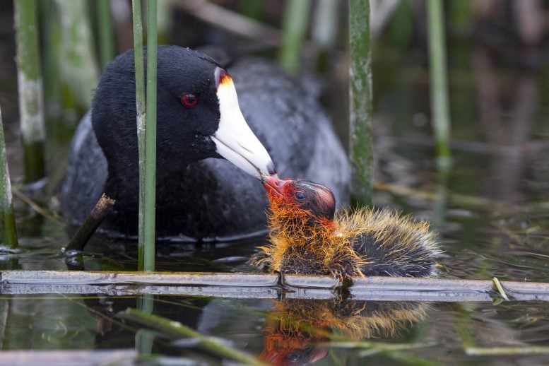 Coot Parent and Chick