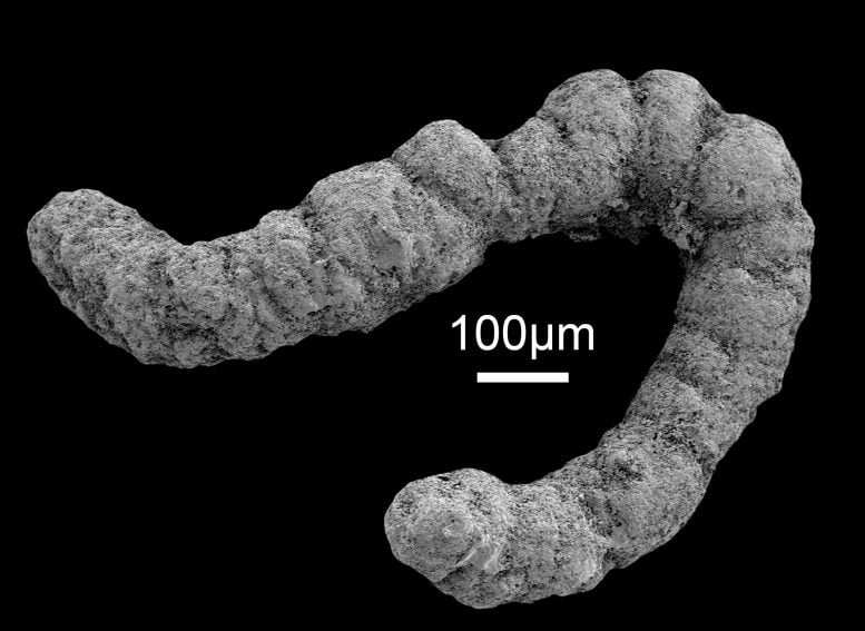 Coprolite From a Museum Fossil Collection