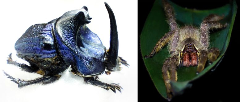 Coprophanaeus lancifer and Phoneutria boliviensis