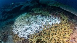 Coral Bleaching Underwater