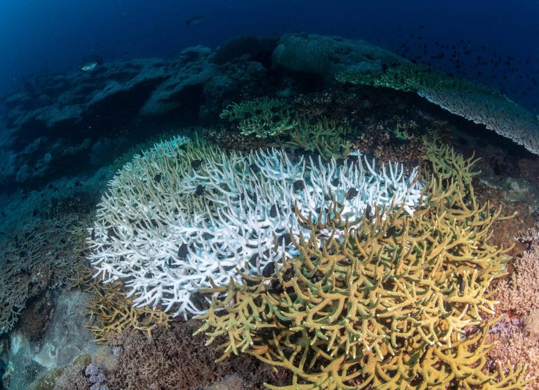 Coral Bleaching Underwater
