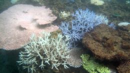 Coral Bleaching in Okinawa, Japan