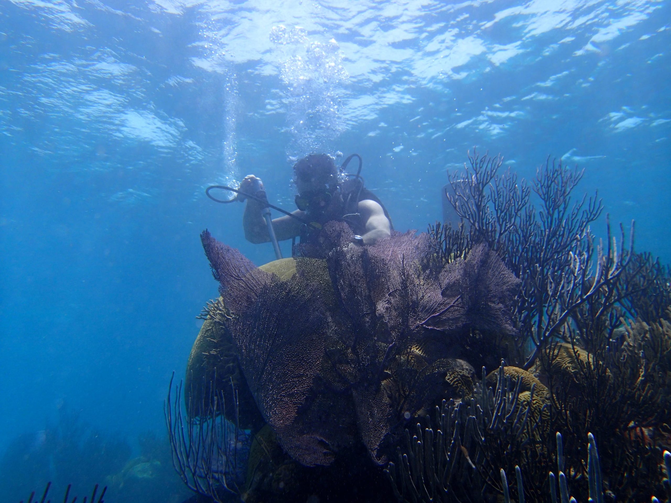 Ocean Alarms From the Past: Century-Old Coral Exposes the Intensifying Pacific Current - Vimarsana News