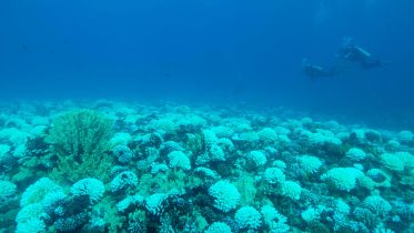 Coral Bleaching: Catalyst for Microbial Mayhem Below the Surface
