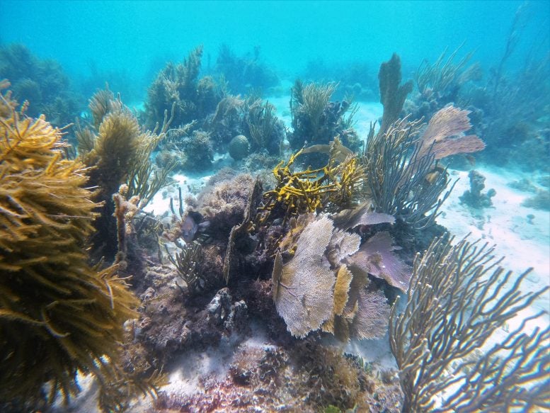 Coral Reef La Parguera Natural Reserve