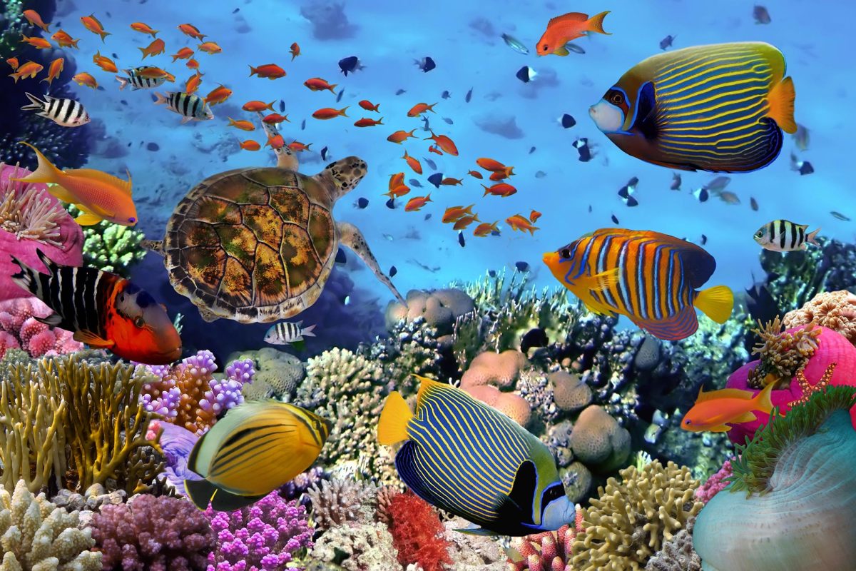 Fish Particles Scientists Find Microplastics in Fish From Pristine Pacific Waters