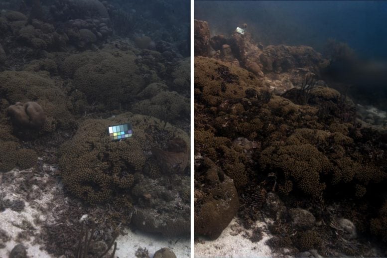 Coral Reef Scene With Original and Color Corrected Images