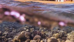 Coral Reef at Eilat